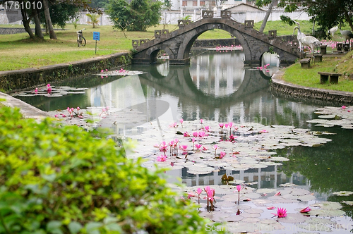 Image of Lotus pond 