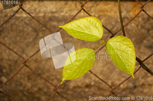 Image of Green leaves over the net
