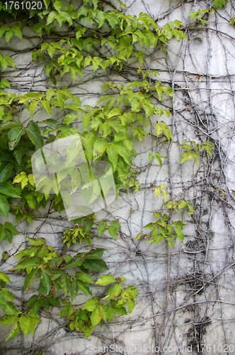 Image of Green grasses on wall