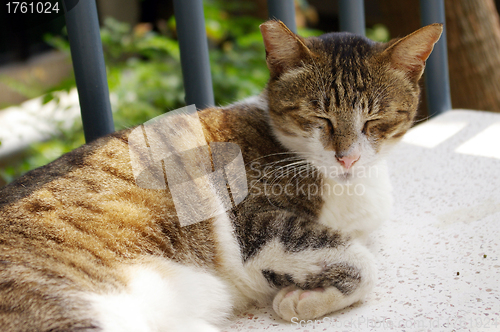 Image of A cat under sunshine