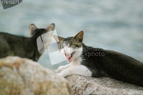 Image of An angry cat