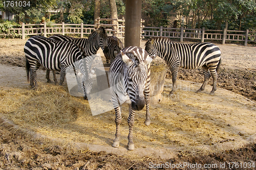 Image of Zebras in the zoo