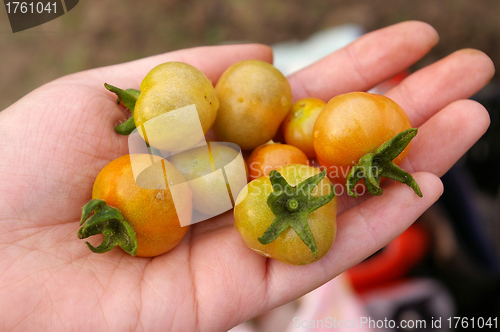 Image of Tomatoes on hand