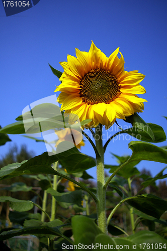 Image of Sunflowers under blue sky