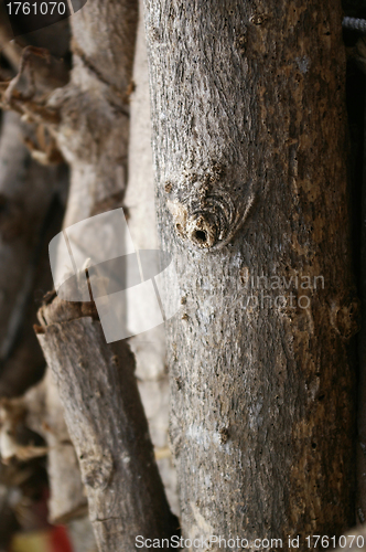 Image of Tree bark details