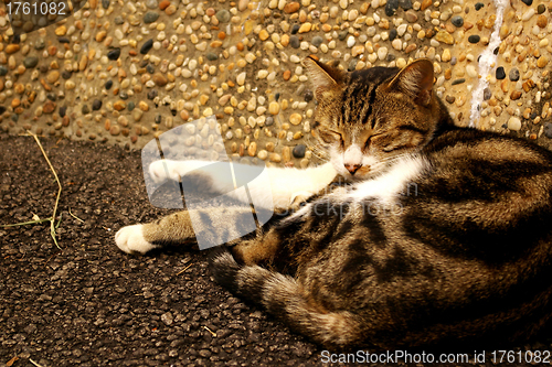 Image of A sleeping cat on the ground