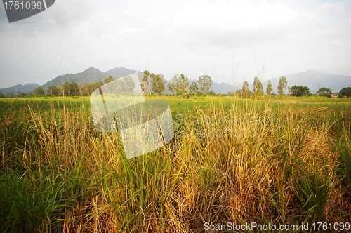 Image of Wetland area in Hong Kong