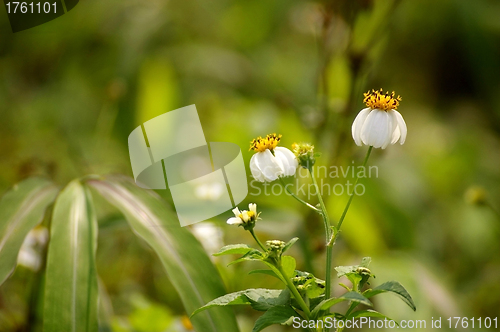 Image of Yellow flowers background