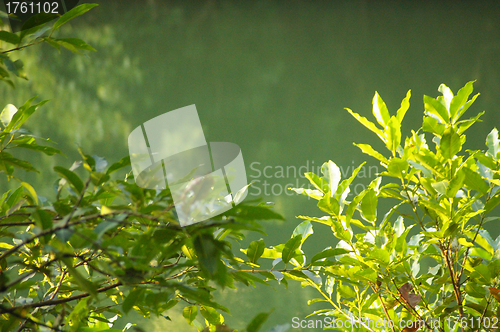 Image of Forest in water