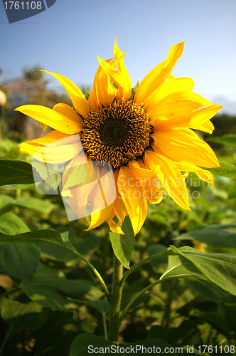 Image of Sunflowers under blue sky
