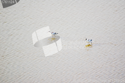 Image of Birds on the water