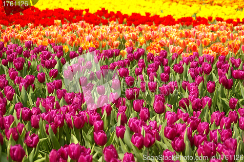 Image of Spring flowers background