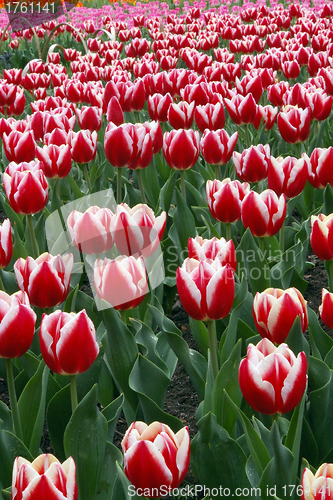 Image of Spring flowers background in Hangzhou, China.