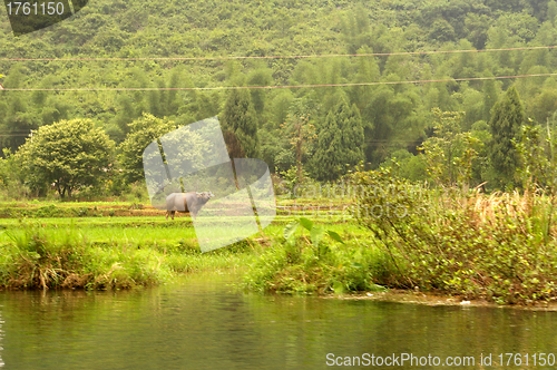 Image of Farmland with cows in China
