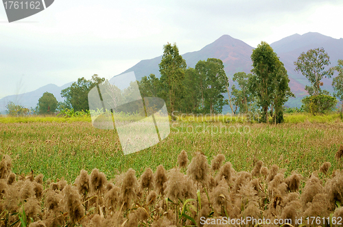 Image of Wetland in Hong Kong 