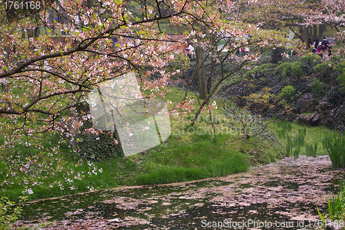 Image of Cherry blossom in sping over the pond