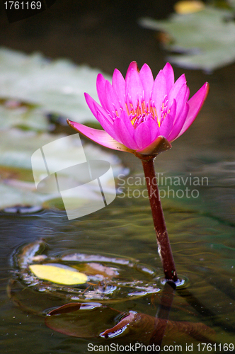 Image of Lotus in the pond