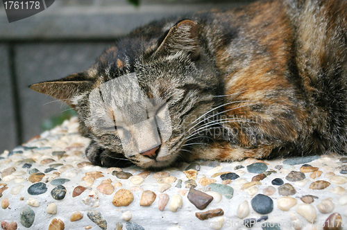 Image of Sleepy cat