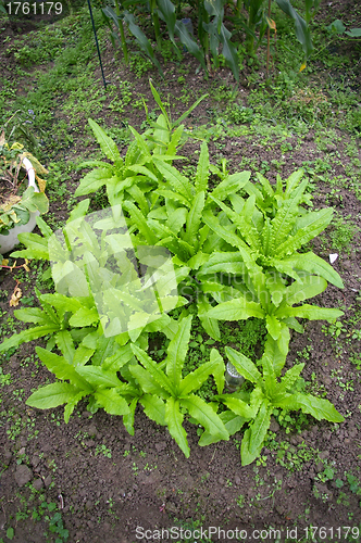 Image of Fresh vegetables on field
