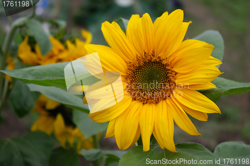 Image of Sunflowers background