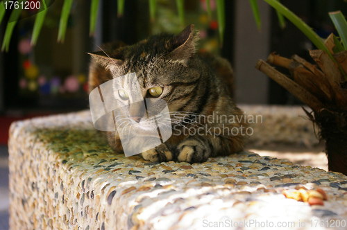 Image of A cat