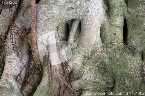 Image of Tree trunks