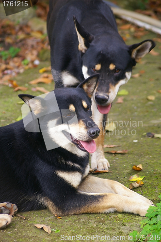 Image of Mongrel dogs