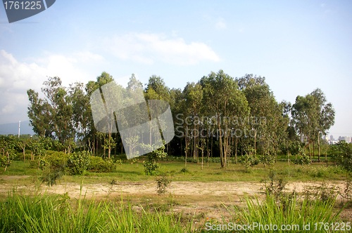 Image of Spring forest in Hong Kong