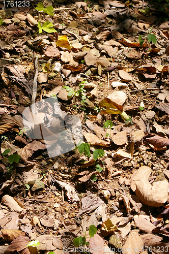Image of Fallen leaves in autumn