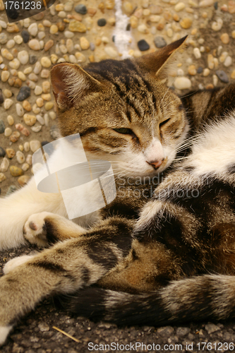 Image of A cat on the ground