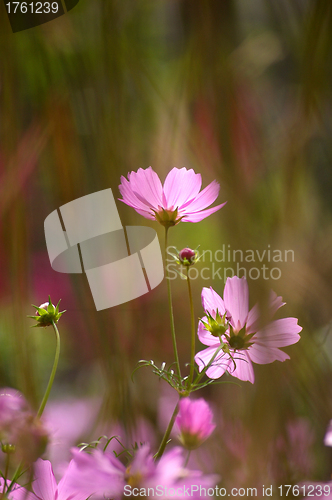 Image of Pink flowers background