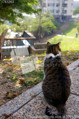 Image of The back of a cat