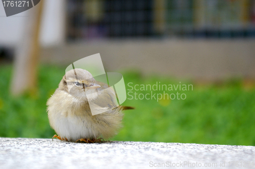 Image of A bird on the floor