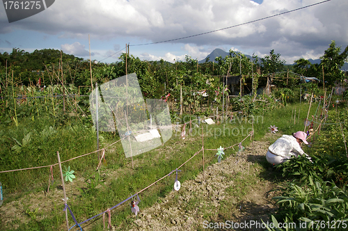 Image of Farmland in Hong Kong