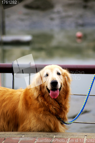 Image of Golden Retriever on street