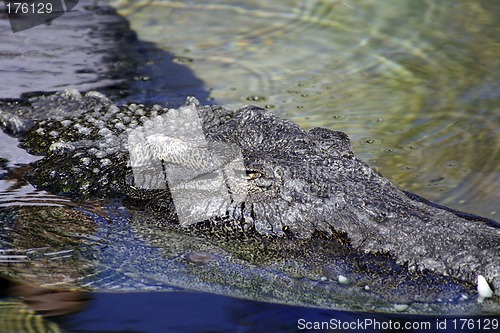 Image of Close up on an Alligator