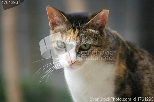 Image of Cat with sharp eyesight