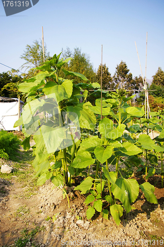 Image of Sunflower field