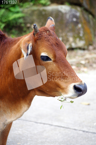 Image of Cow eating grasses