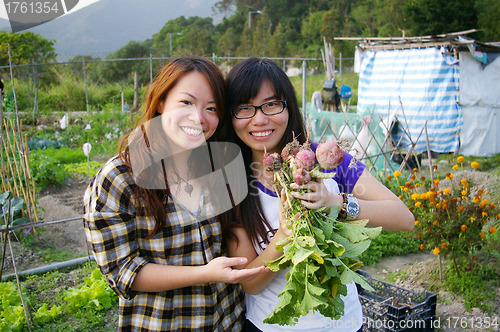 Image of Asian woman harvesting beetroots