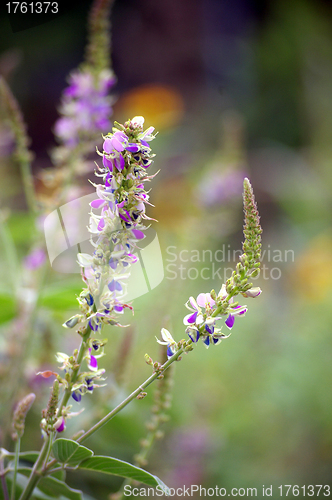 Image of Purple flower in grasses