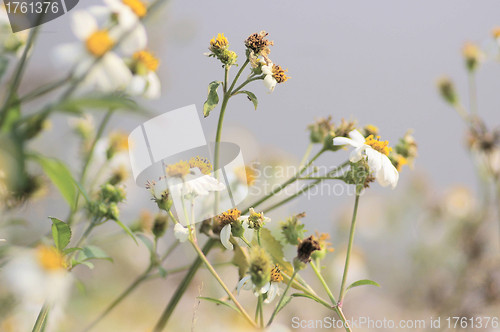 Image of White flowers blossom