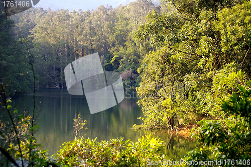 Image of Autumn forest in Hong Kong