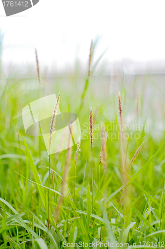 Image of Moving grasses background