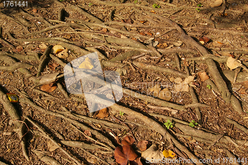 Image of Buttress root in forest