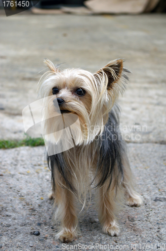 Image of Yorkshire dog