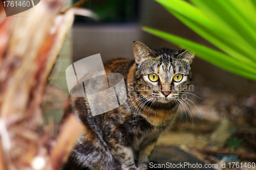 Image of A cat shot