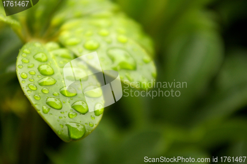 Image of Water droplets on green leaves