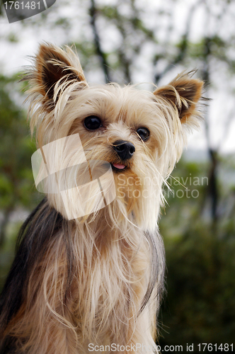 Image of Yorkshire dog