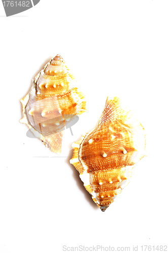 Image of Shells isolated on white background